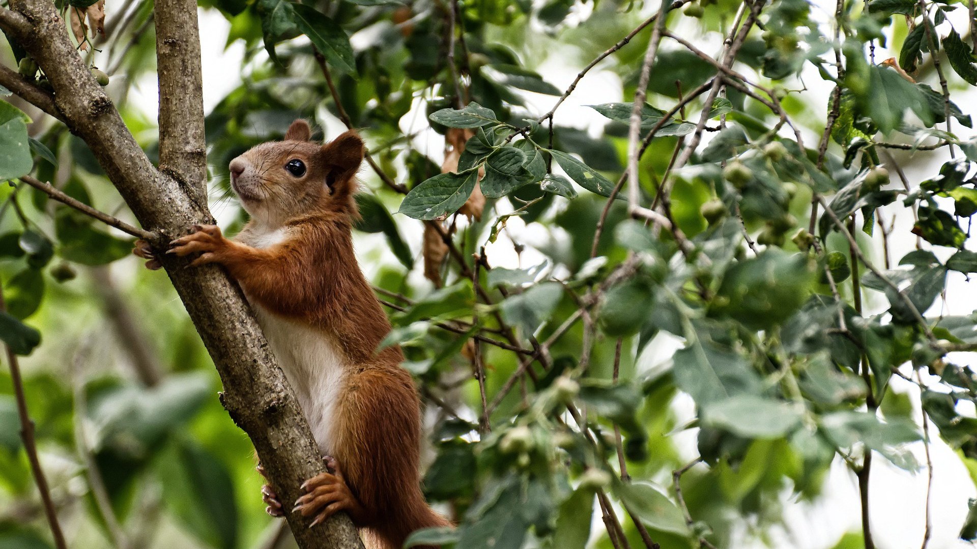 开云体育登录-逆转的艺术，多特蒙德翻盘阿森纳如何预示莱万在美加墨世界杯的统治表现