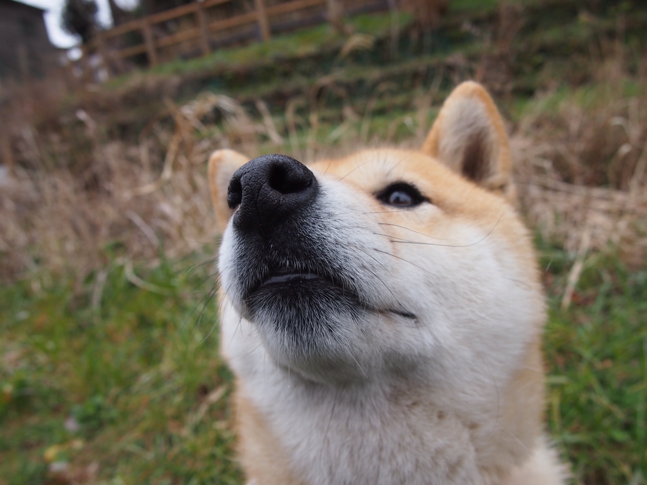 当杀手穿上射手袍，卢卡库的百球里程碑与多特蒙德的绝命三分