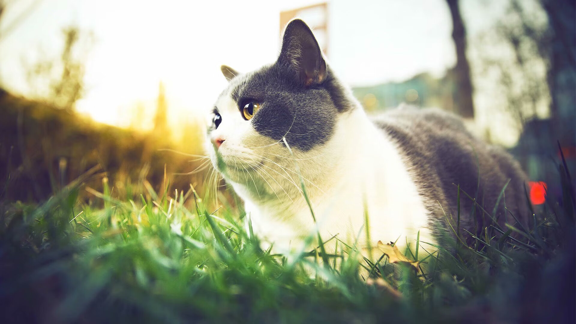 他看见线条，阿尔瓦雷斯如何在一场迷雾中，画出唯一通往终点的路径