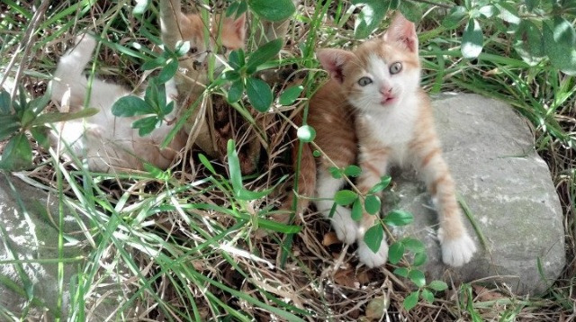 尤文南非凯旋，奥亚尔萨瓦尔巨星光芒打穿对手