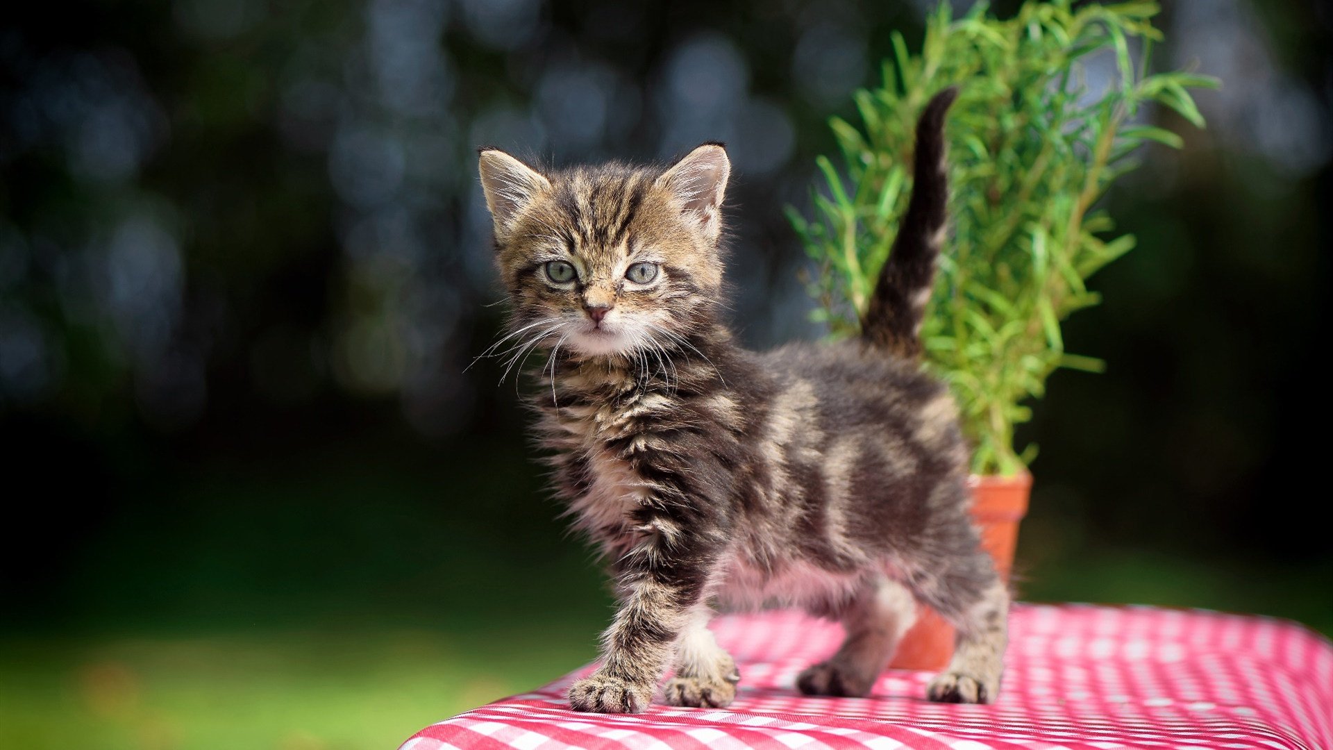 冰与火的方程式,当芬兰制霸雷恩,德里赫特在F1年度争冠接管比赛